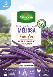Haricot Grimpant Violet Mélissa - 5 m